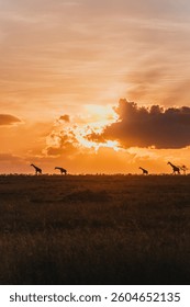 Giraffe silhouettes beneath a dramatic sunset sky in Ol Pejeta