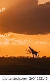 Giraffe silhouettes beneath a dramatic sunset sky in Ol Pejeta