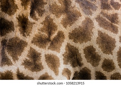 Giraffe Skin Pattern