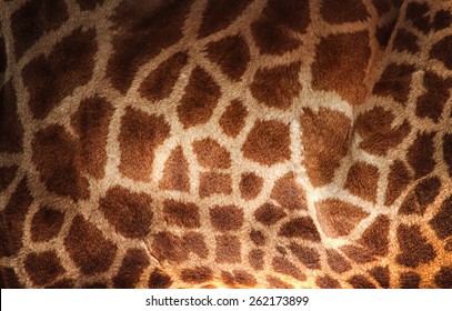 Giraffe Skin Texture