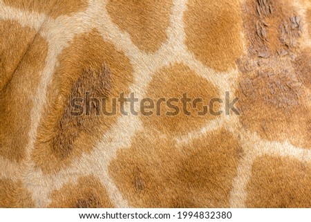 giraffe skin texture. Close up of a giraffe skin pattern. Genuine leather skin of giraffe with light and dark brown spots.