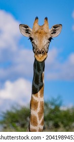 Giraffe In South Africa Plettenberg Bay