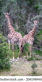 Giraffe In South Africa Plettenberg Bay