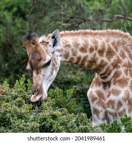 Giraffe In South Africa Plettenberg Bay