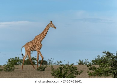 Giraffe . South African giraffe or Cape giraffe (Giraffa giraffa or camelopardalis giraffa) hanging around on a riverbank in a Game Reserve in the Tuli Block in Botswana