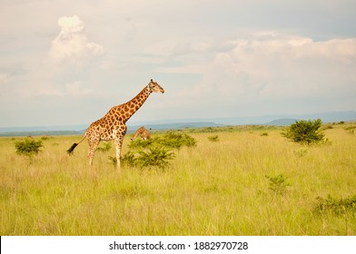 Giraffe In A South African Game Reserve