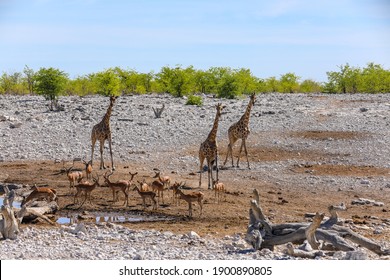 Giraffe and springbok at small waterhole in Etosha National Park