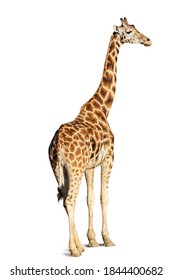 Giraffe standing, back view looking over shoulder, isolated on white background