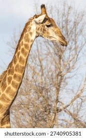 a giraffe standing in front of a tree