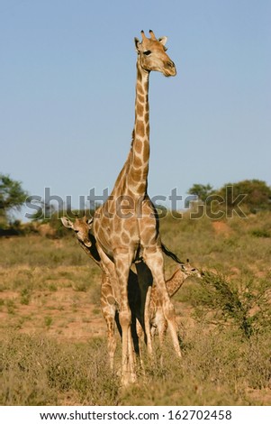 Similar – Image, Stock Photo giraffe in samburu national park kenya