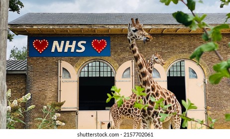 Giraffe Standing Near NHS Sign