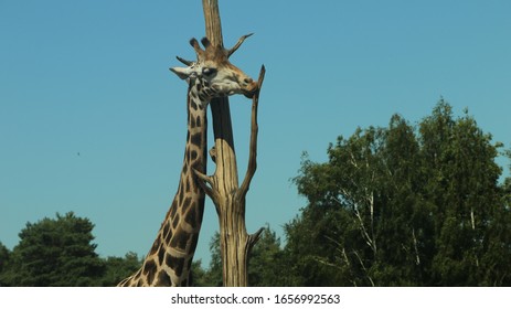 A giraffe standing next to a tree