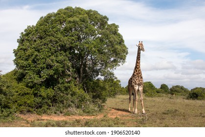 Giraffe standing next to a tree