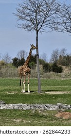 Giraffe standing next to a tree in an open field.