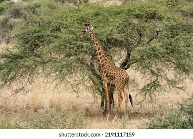 Giraffe Standing In Savanna Grassland In Masai Mara National Reserve Kenya