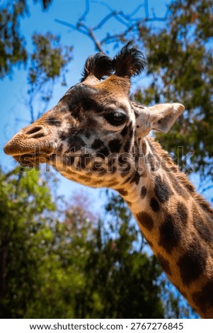 Giraffe standing tall with distinctive pattern.