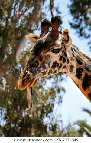 Giraffe standing tall with distinctive pattern and tongue out