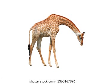 Giraffe standing white background