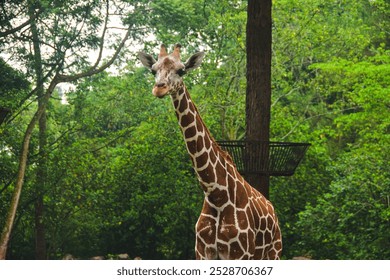 A giraffe stands in a lush, green environment with dense foliage and trees, likely a zoo or wildlife sanctuary. Its long neck and distinctive brown and white coat are visible. - Powered by Shutterstock