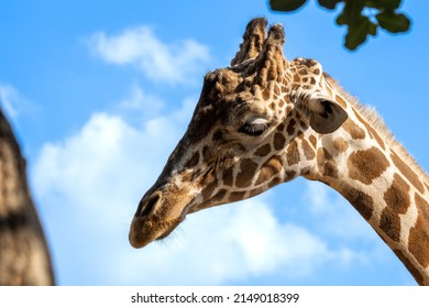 A giraffe stands next to a tree with a mysterious look. Giraffe eat tree leaves.