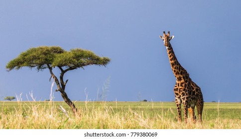 The giraffe stands in the savannah. A classic picture. Africa. Tanzania. Serengeti National Park.