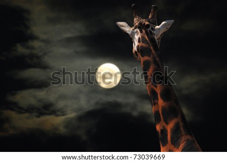 Giraffe Staring at the Moon