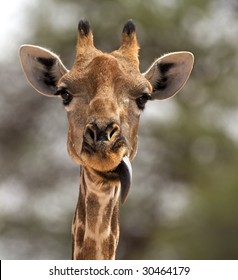 504 Black tongue of giraffe Images, Stock Photos & Vectors | Shutterstock