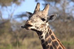 Giraffe Sticking Its Tongue Out