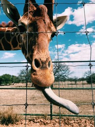 Giraffe Sticking Tongue Out For Treats