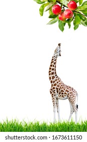 A Giraffe Stretching Up To Reach A Leaf From An Apple Tree. Concept Collage.