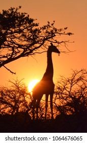 Giraffe at sunset