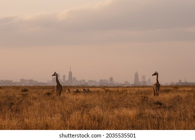 Giraffe At Sunset Against Nairobi City Skyline