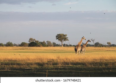 Giraffe at sunset in Botswana