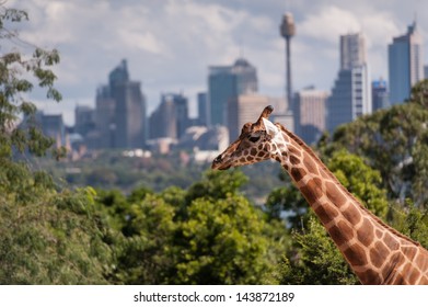 Giraffe At Sydney Zoo