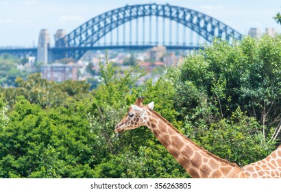 Giraffe at Sydney Zoo.