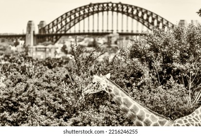 Giraffe At Sydney Zoo. Australia