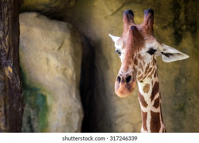 Giraffe At Taipei Zoo