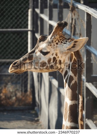 Giraffe Taken at a Japanese zoo