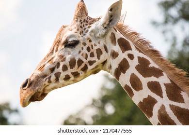 Giraffe Tall African Hoofed Mammal Belonging Stock Photo 2170477555