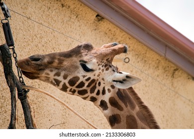 The Giraffe Is A Tall Animal With A Tan Mane And Horns.  It Has Brown Spots On It Cream Skin