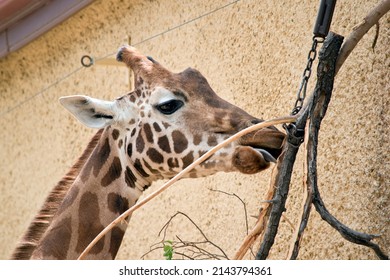 The Giraffe Is A Tall Animal With A Tan Mane And Horns.  It Has Brown Spots On It Cream Skin