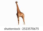 Giraffe: The tallest land animal, giraffes are famous for their long necks and legs, feeding on high tree leaves.