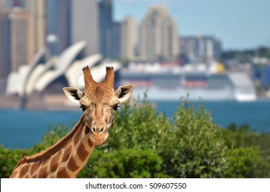 Giraffe in Taronga Zoo against Sydney city skyline  in New South Wales, Australia. No people. Copy Space