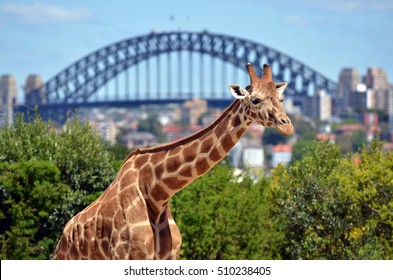 Giraffe in Taronga Zoo against Sydney Harbour Bridge in Sydney New South Wales, Australia.