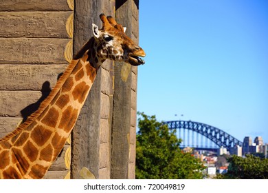 A giraffe at Taronga Zoo with the Sydney Harbour Bridge in the background