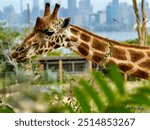 Giraffe Taronga Zoo, Sydney, NSW, AUSTRALIA 