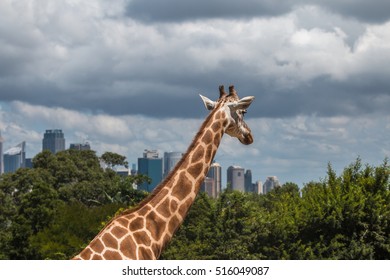 Giraffe at Taronga Zoo with a view of the skyline of Sydney in the background