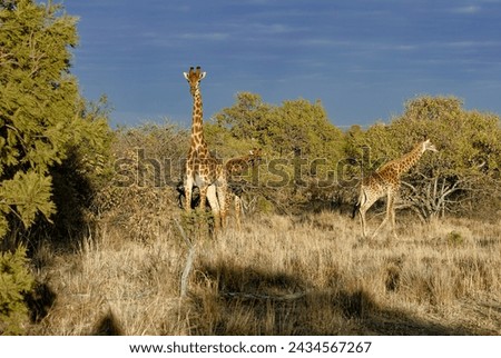 Giraffe - three standing in the African Bushveld - front giraffe looking at camera.