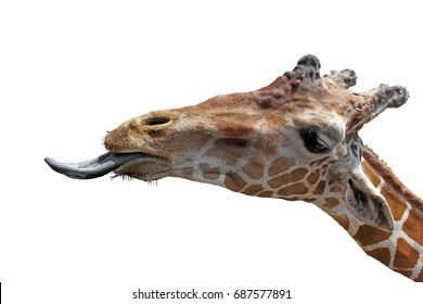 A Giraffe Tongue