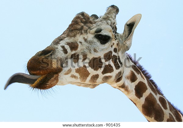 Giraffe Tongue Stock Photo (Edit Now) 901435